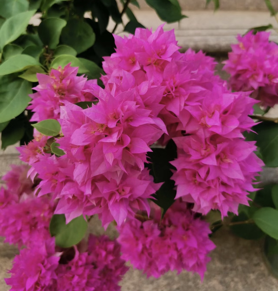 《重瓣粉1苗》正宗三角梅基地直发阳台庭院可飘枝垂丝爬藤四季勤花。