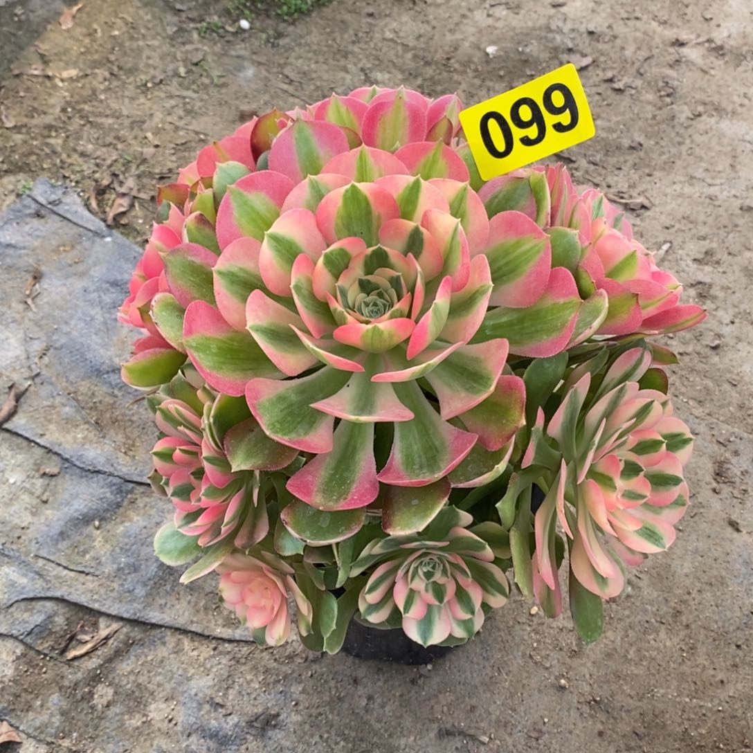 香妃多肉法师099