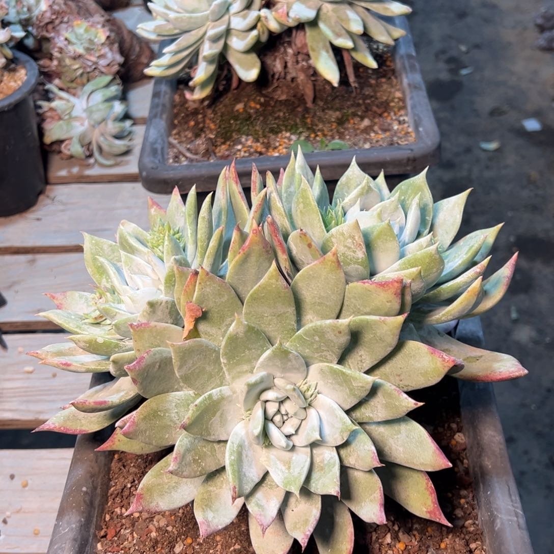 079个哈哈哈哈哈哈哈哈