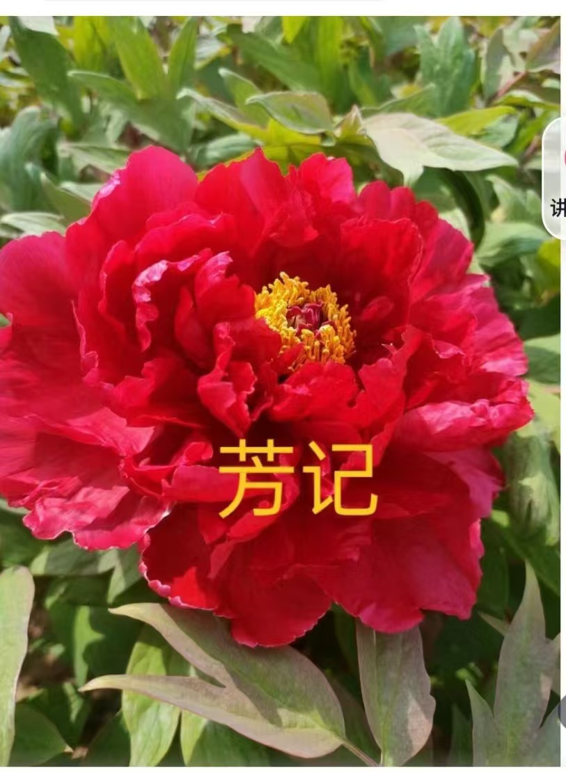 牡丹芳记2到3分枝，预售先发肥料秋季发苗