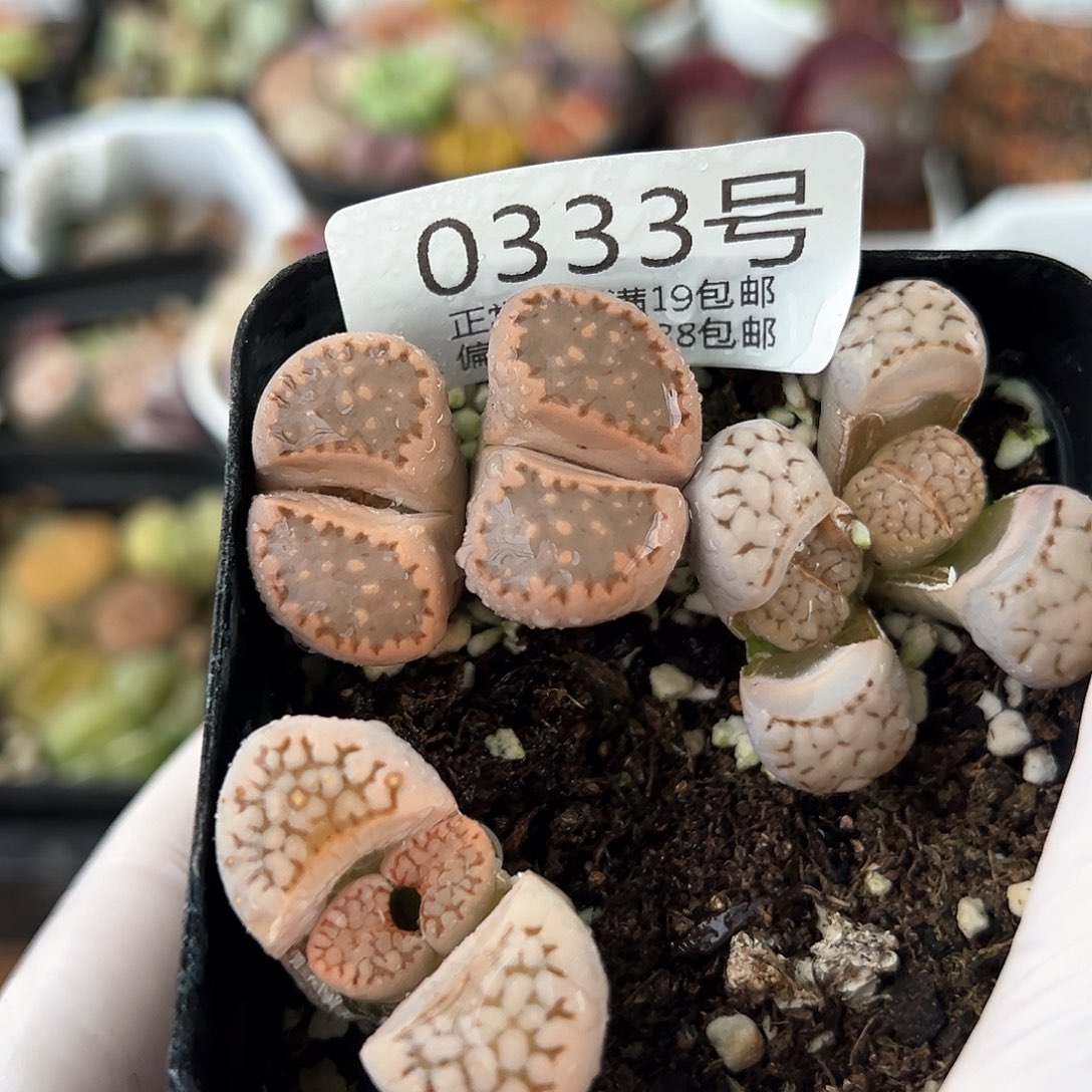 好养易活生石花大母本0333