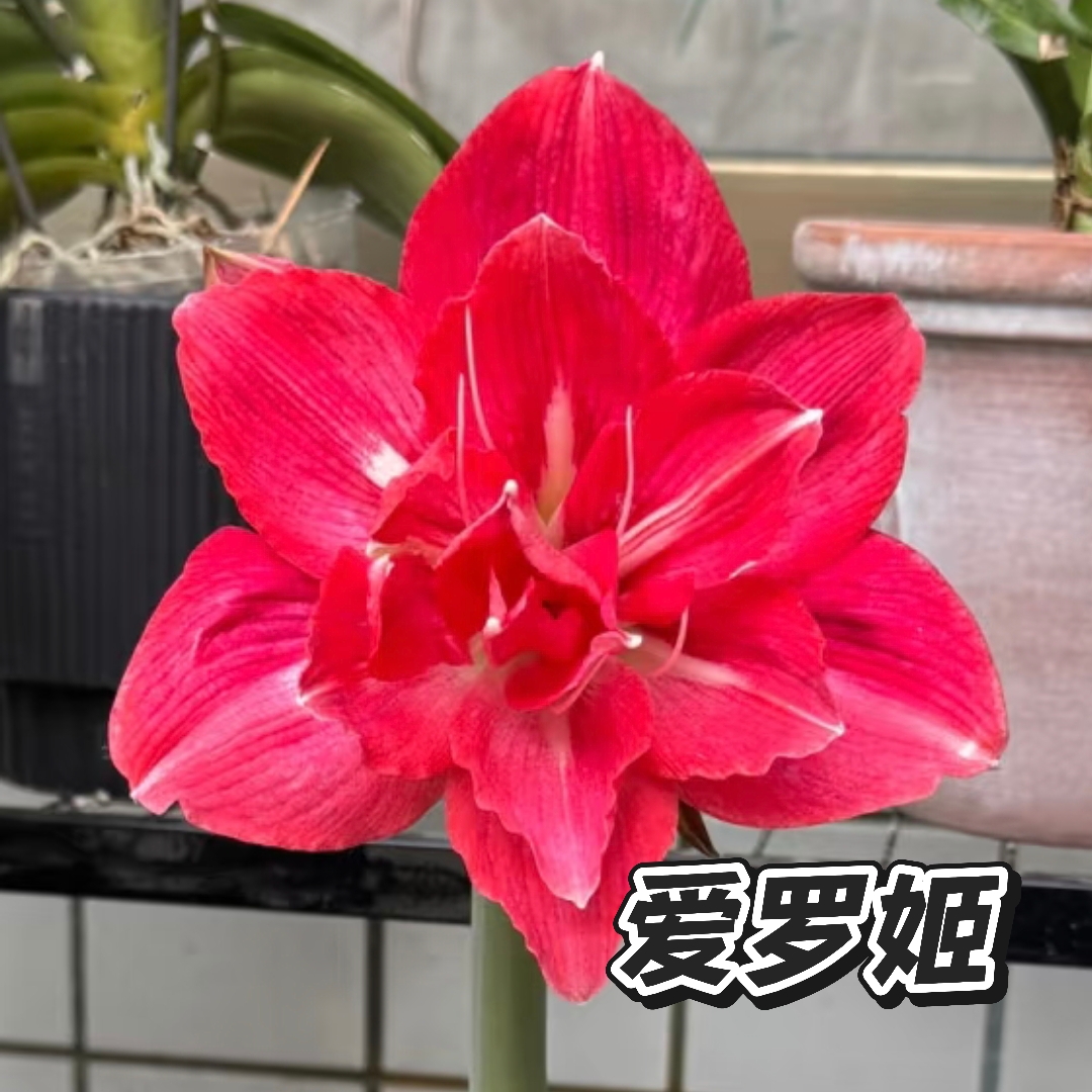【爱罗姬】朱顶红澳朱重瓣基地自然种球浓香室内盆栽四季开花植物