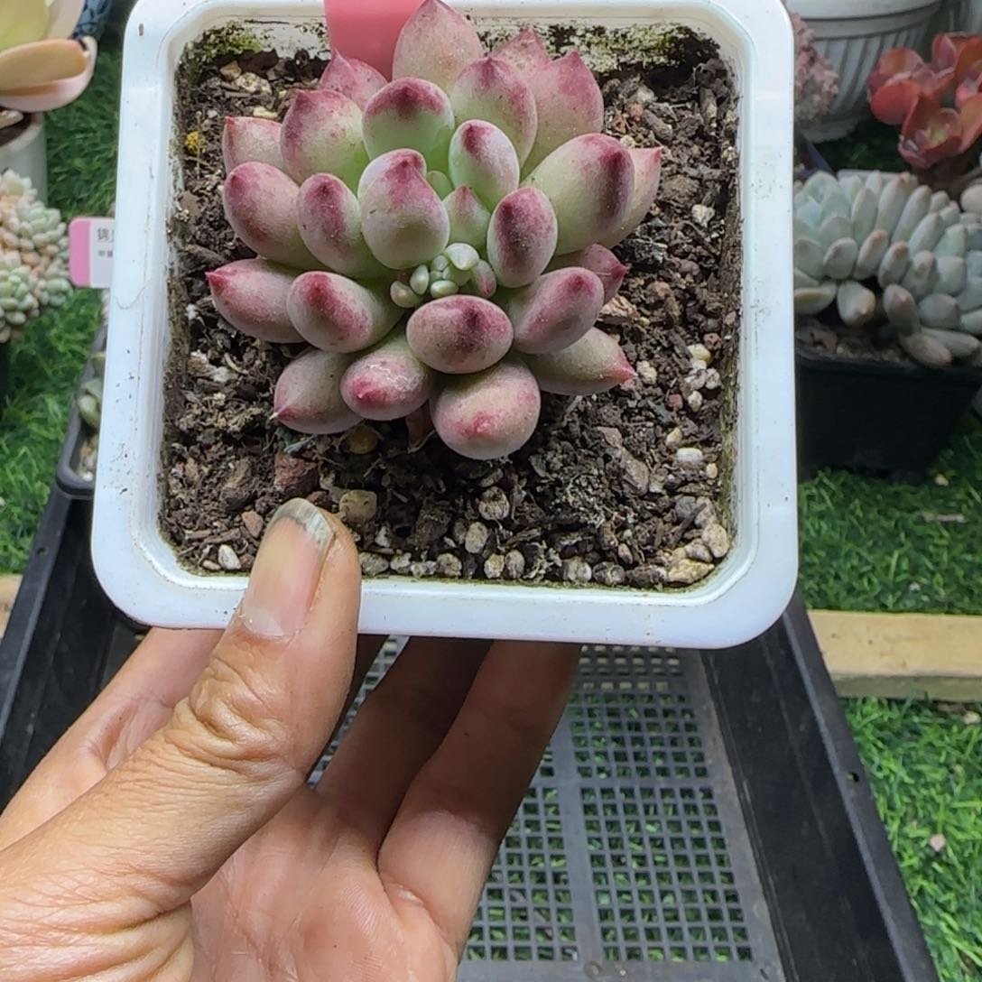 锦安精品多肉植物编号209