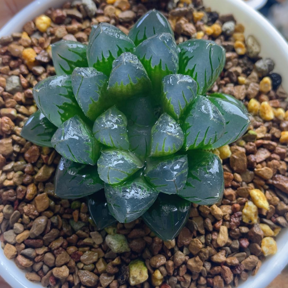 3.十二卷多肉水中月玉露。  