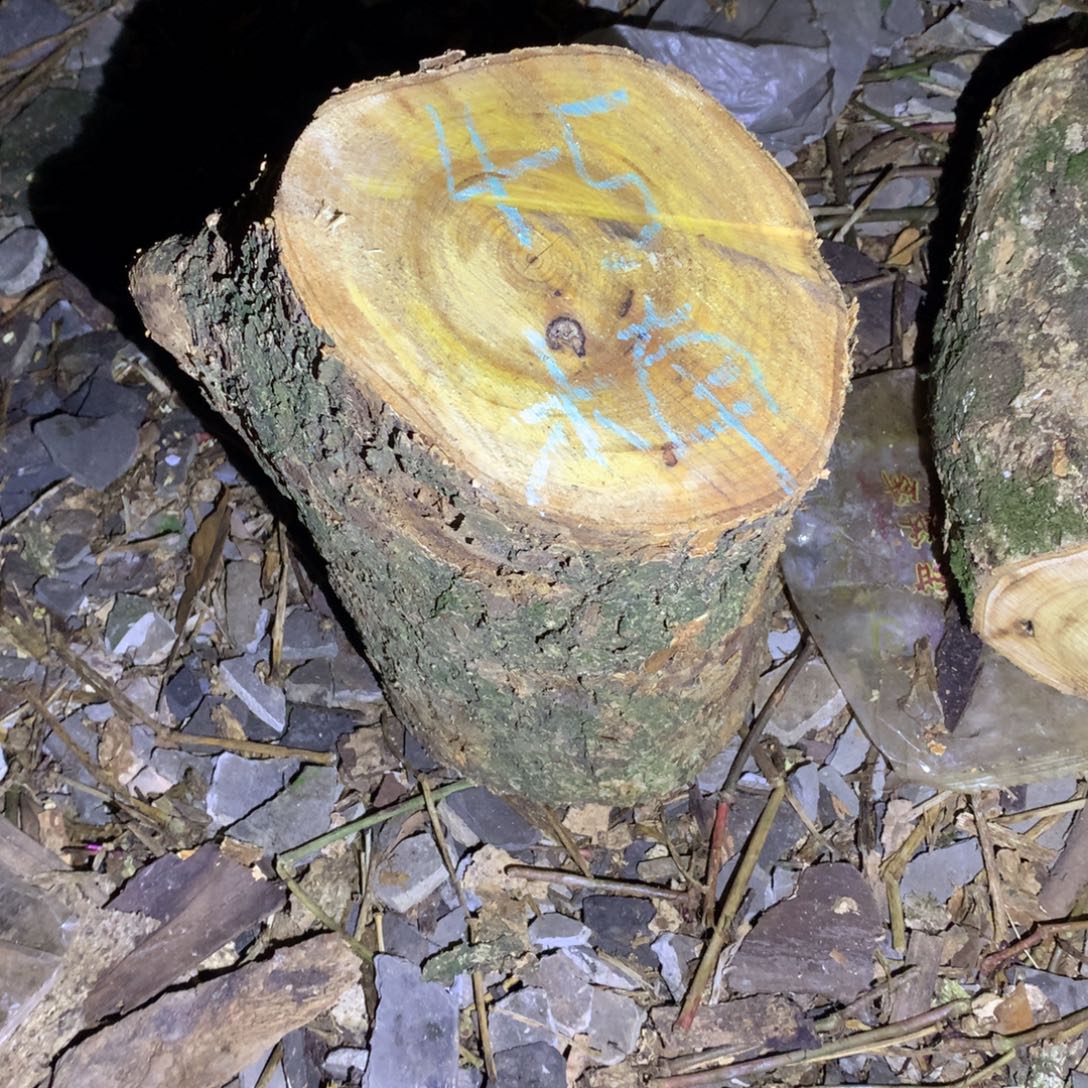 楠***色小叶桢楠金丝楠木