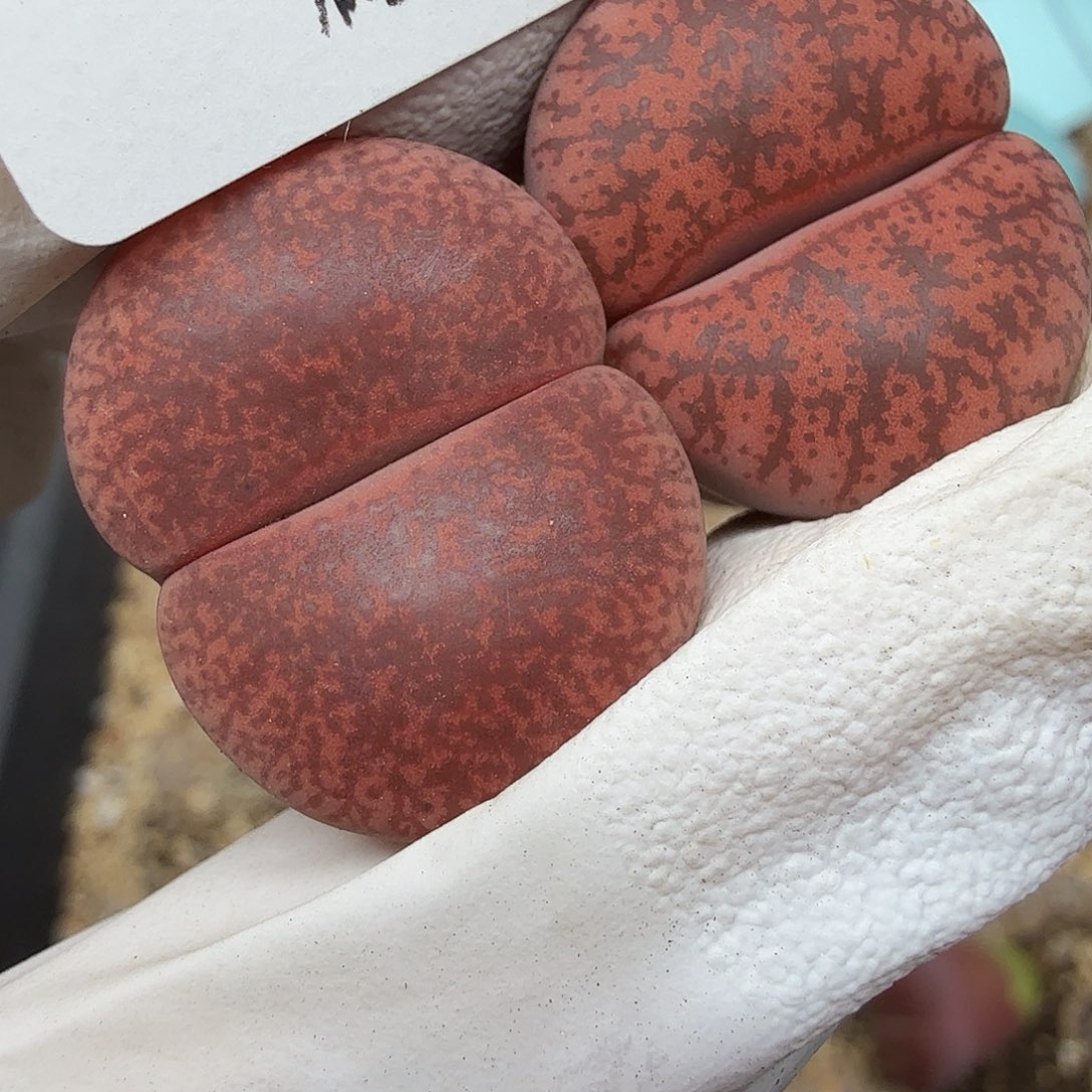 好喜欢你这个造型诶哈哈578这个