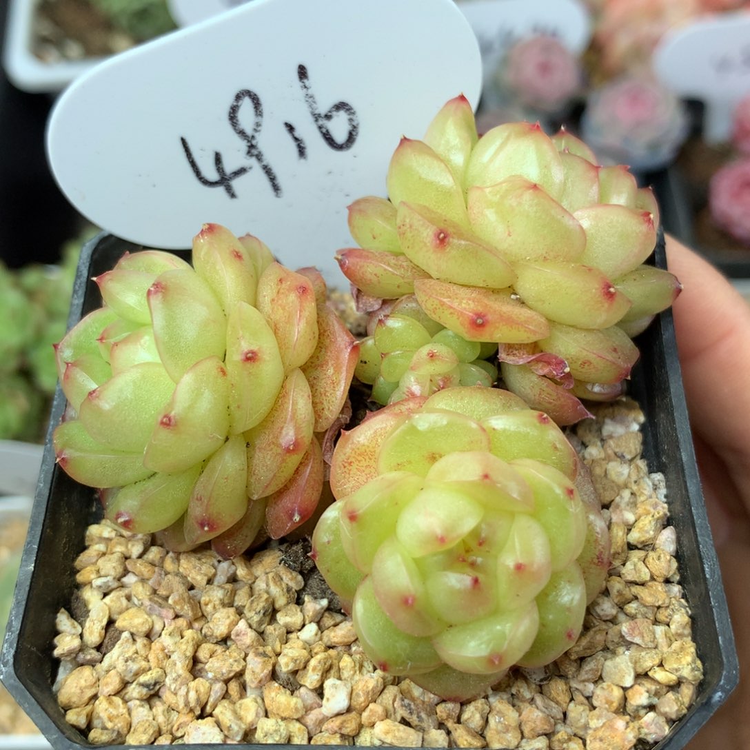 灯泡珍妮3头群4916