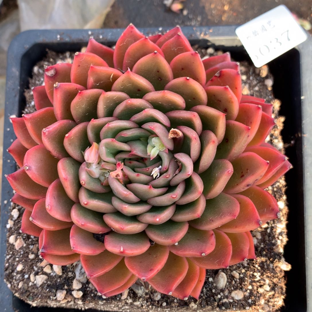 5037杂交多肉植物