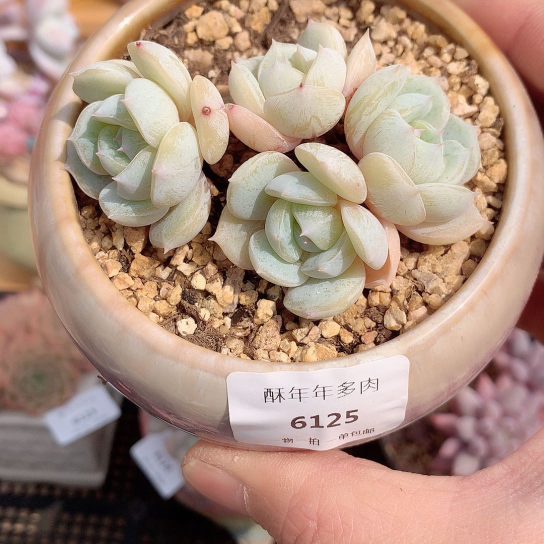 6125劳林飘枝老桩7厘米