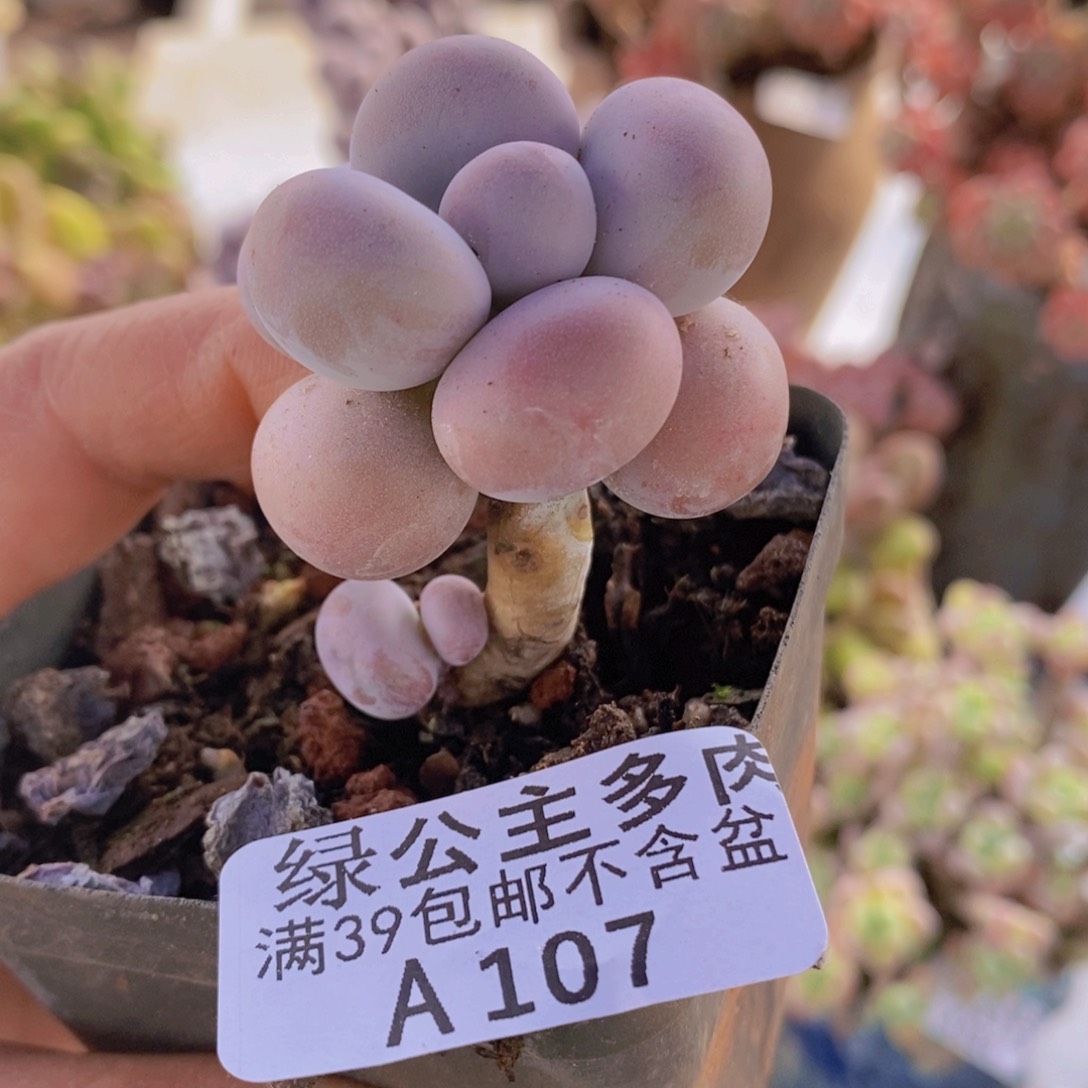 芭比奶洛5cm107多肉植物