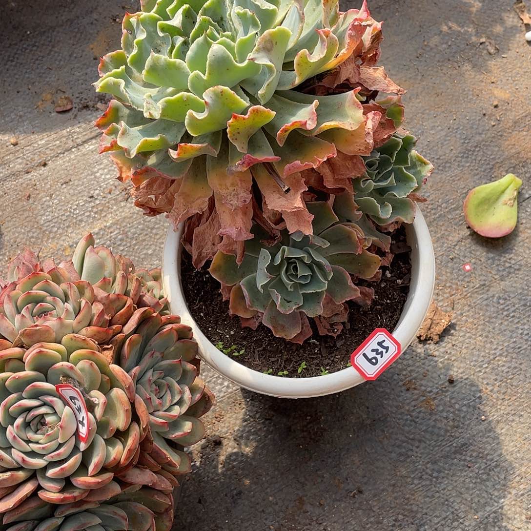 635海啸 一物一拍多肉