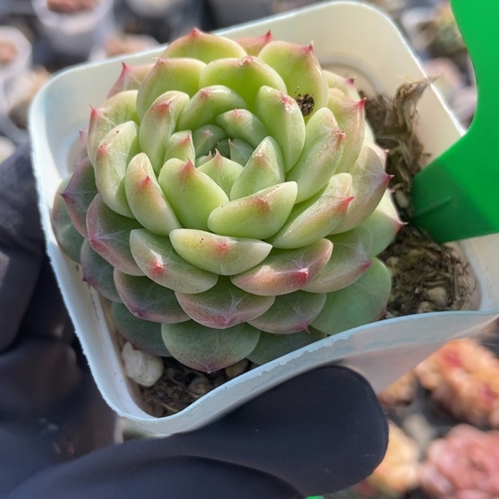 910可乐珍妮多肉植物保护