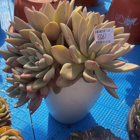 若**声桃花源60067多肉