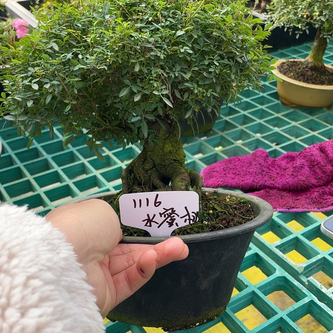 *****完全开放提根姬乙女