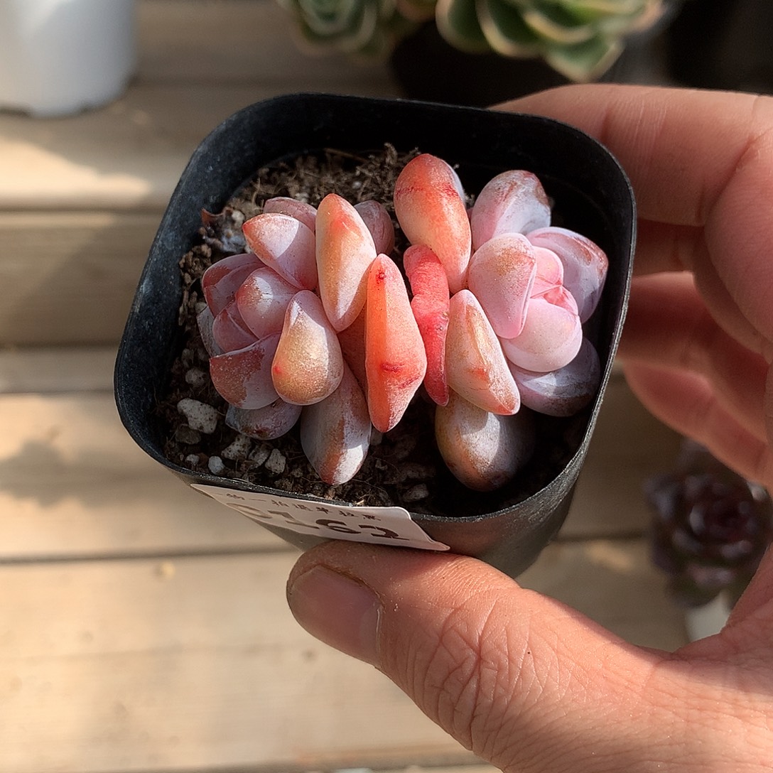 162雪瓷多肉一颗5.5厘米