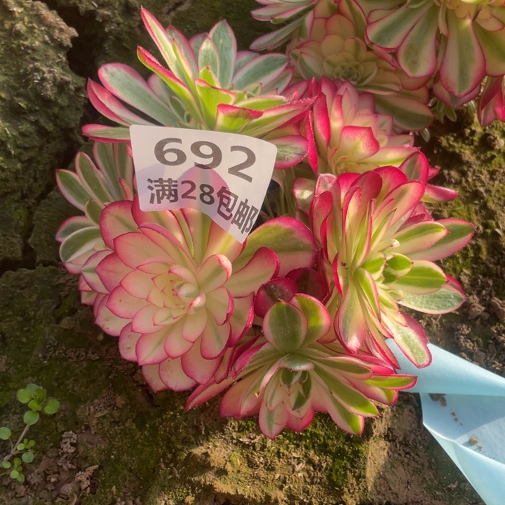 692二号棚倾城母本多肉