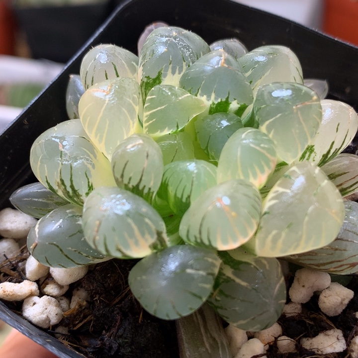 Ob1玉露锦带盆土发货