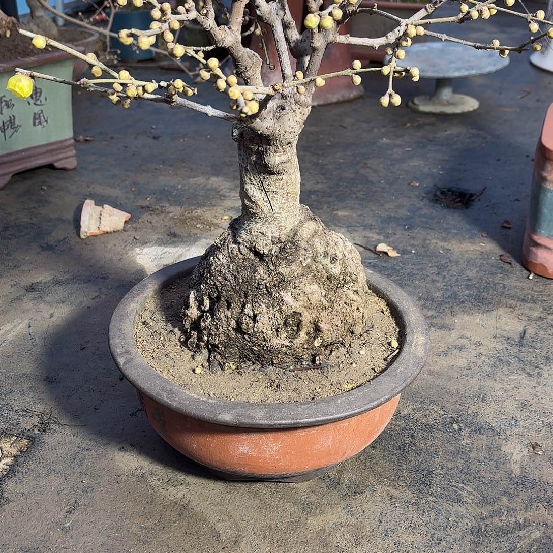 无花朵腊梅盆景造型盆栽花卉