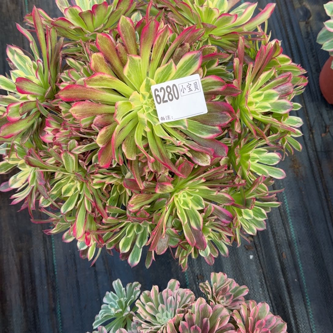 徐***风天和多肉6280多肉