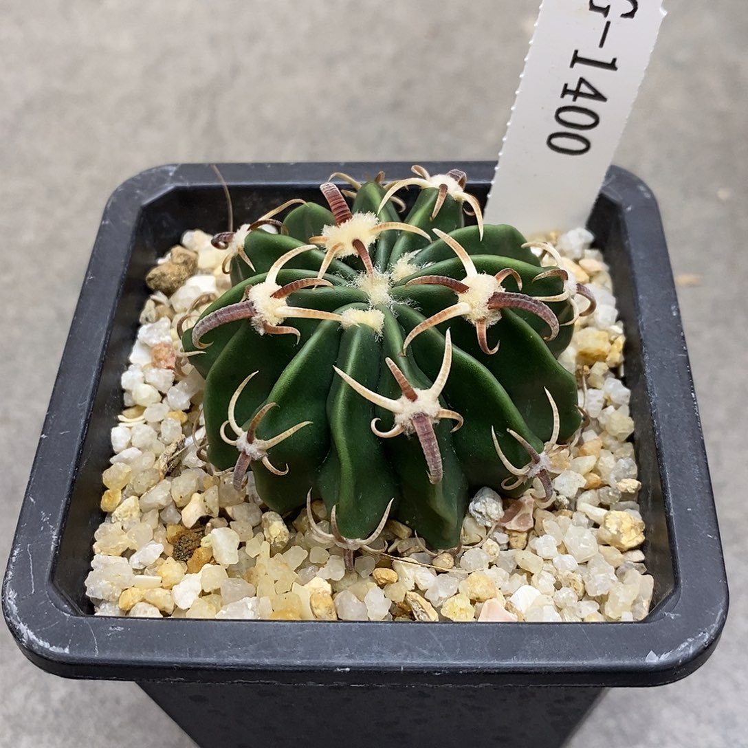 罗***辑G1400花有转盘仙人球花开