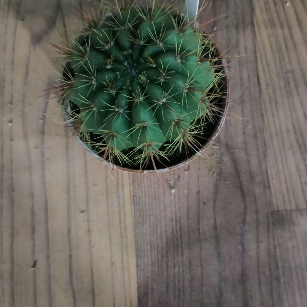 花花世界迷人眼的球球