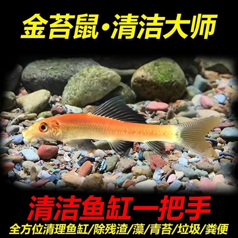 【金苔鼠工具鱼】观赏鱼清洁鱼缸除藻吃残渣净化水质工具鱼