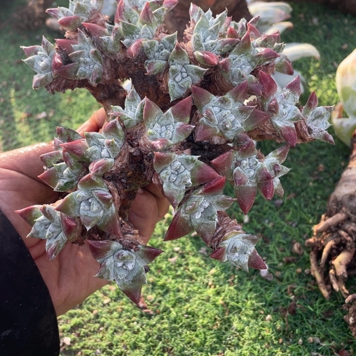 诺玛苹果叶杂交粗桩福利