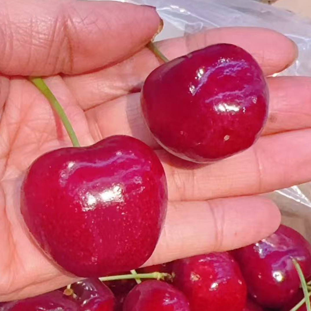 空运4XL车厘子一盒5斤智利