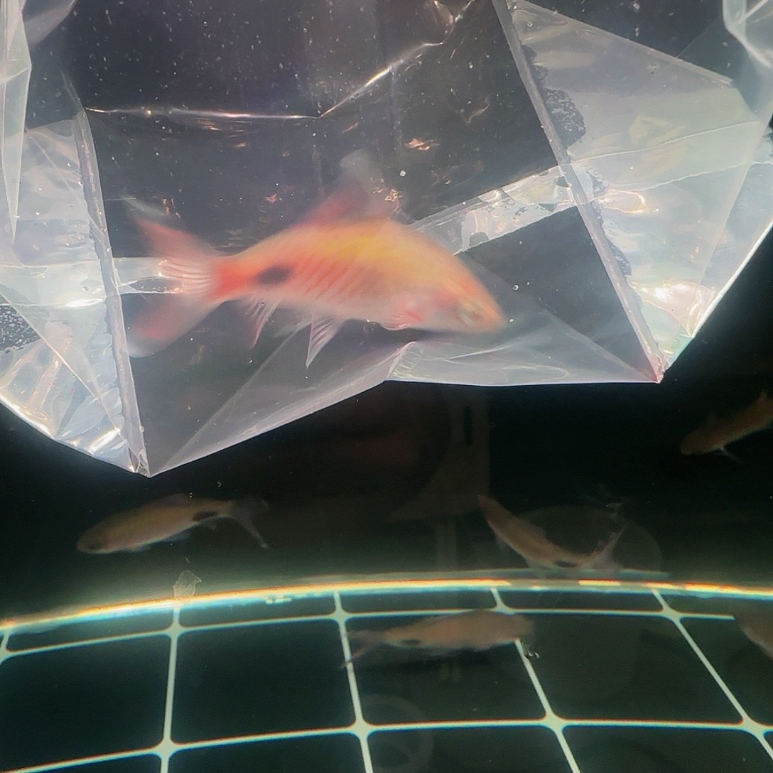 吉罗鱼紫红公鱼9.7厘米