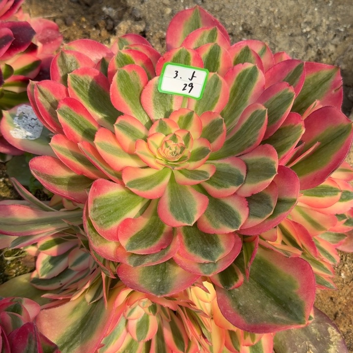 香妃多肉植物3.5-29