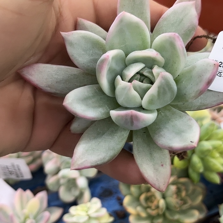 1833白夜香槟锦炸多肉植物