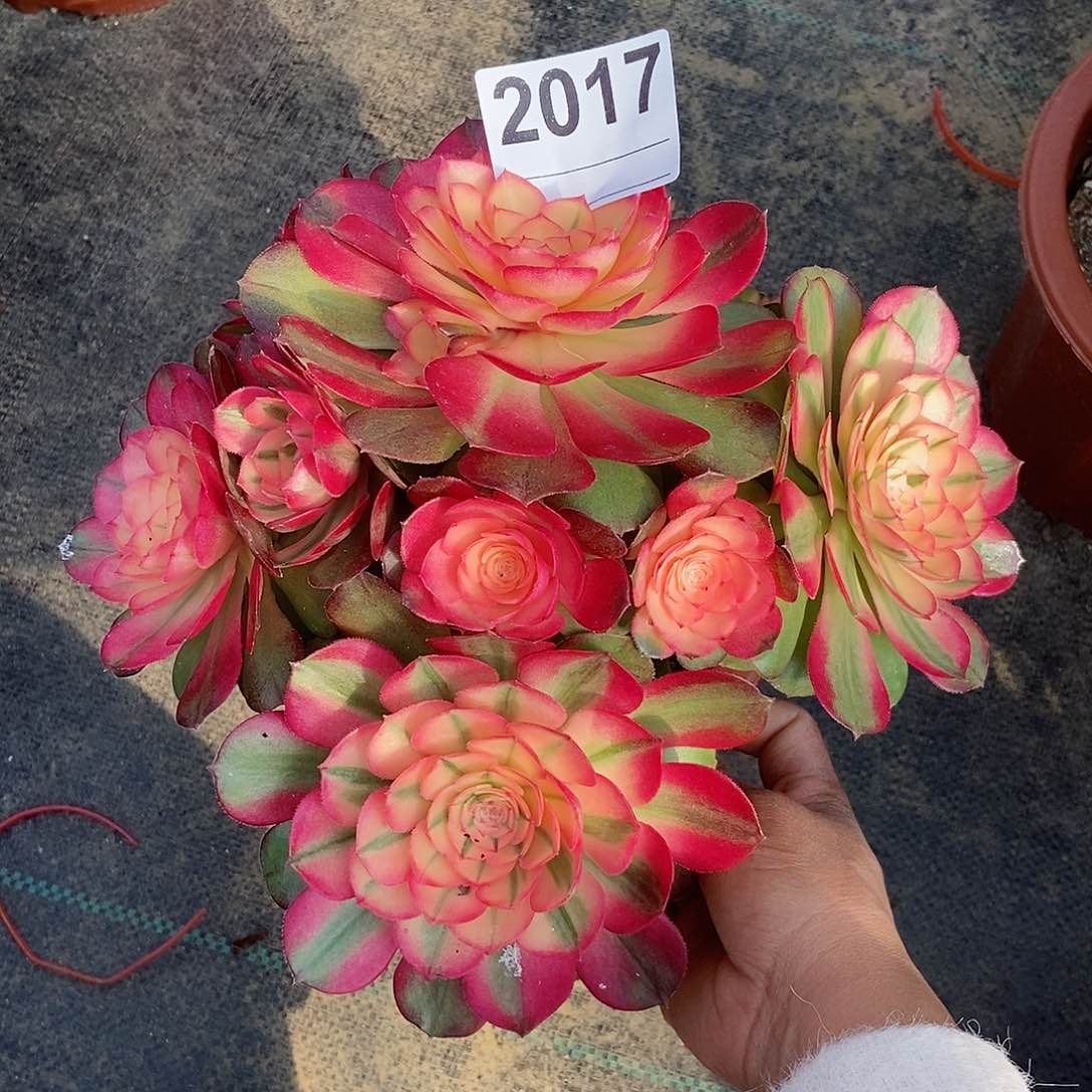 红陶爱**雪2017荔枝不周正4冠18.20