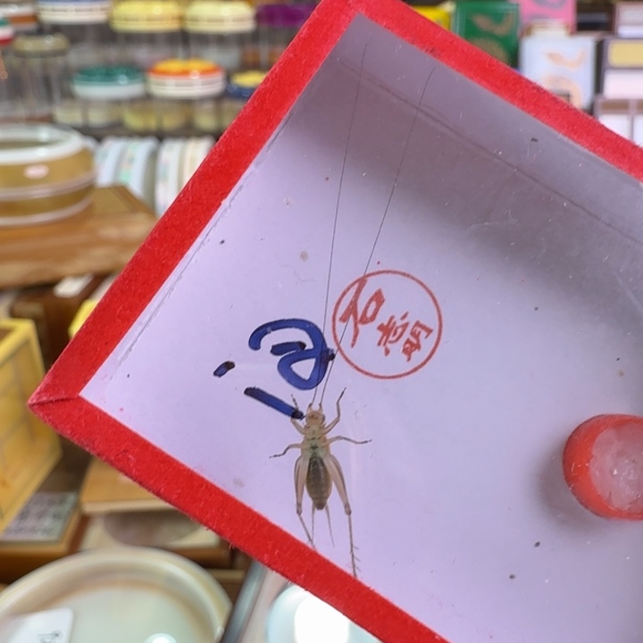 漂亮汊口石大黄蛉
