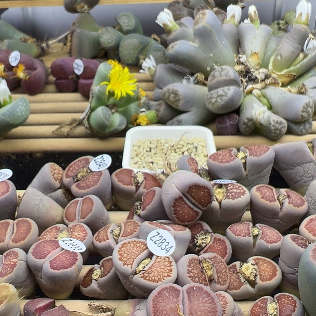 阿**离2846绿光阳下播福利