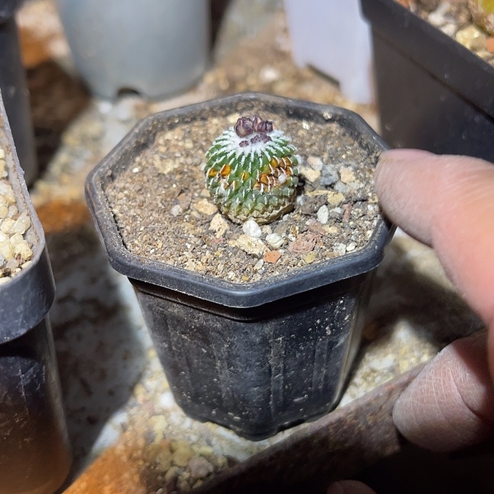 满38包邮2天凑单，脱土晾根发货多肉植物有瑕疵