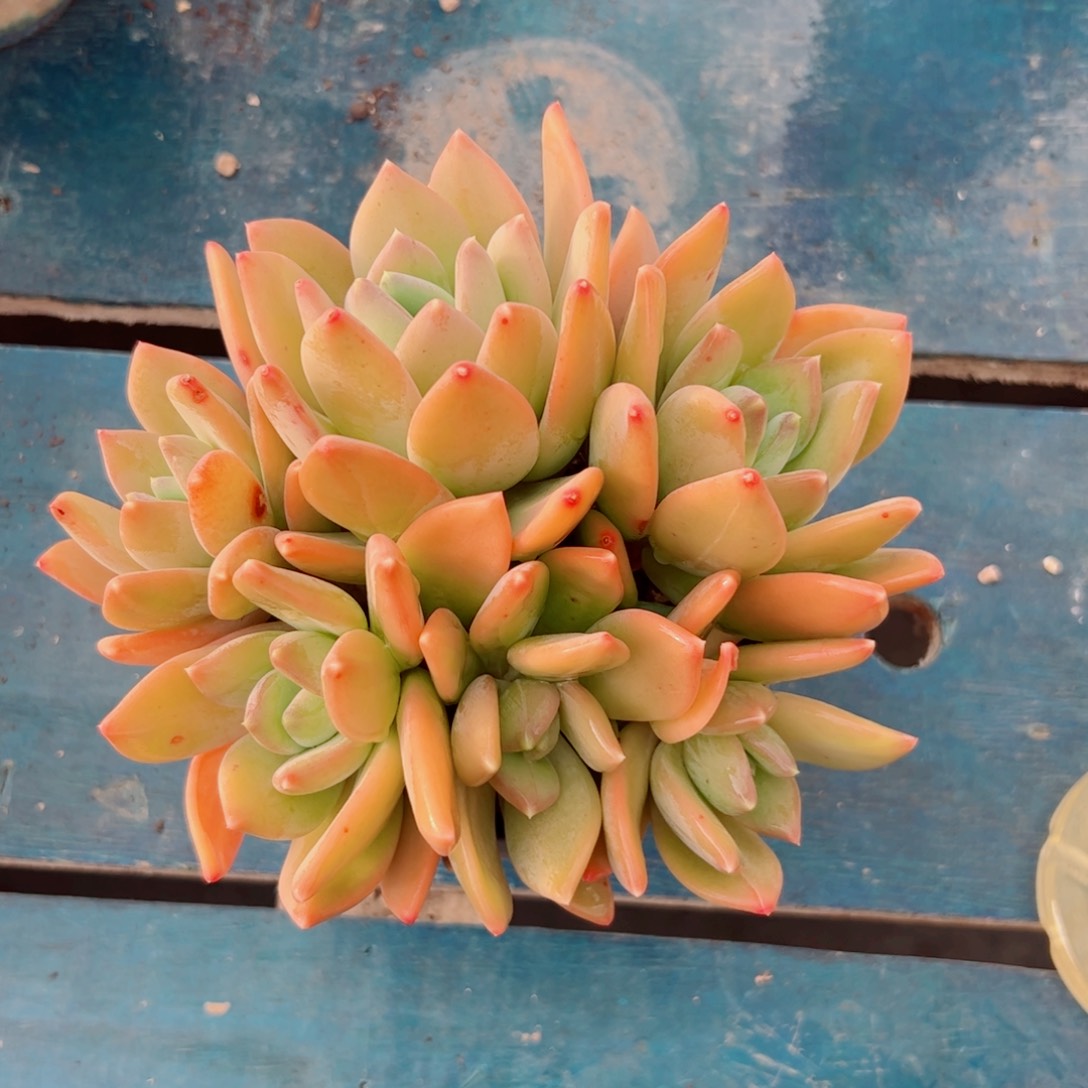 海洋之星多肉植物