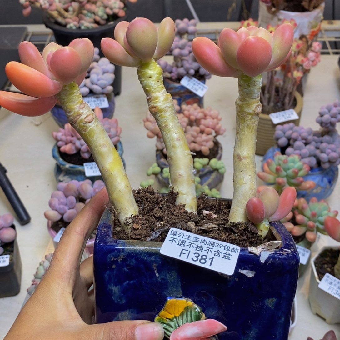 381金蟾多肉整15c m