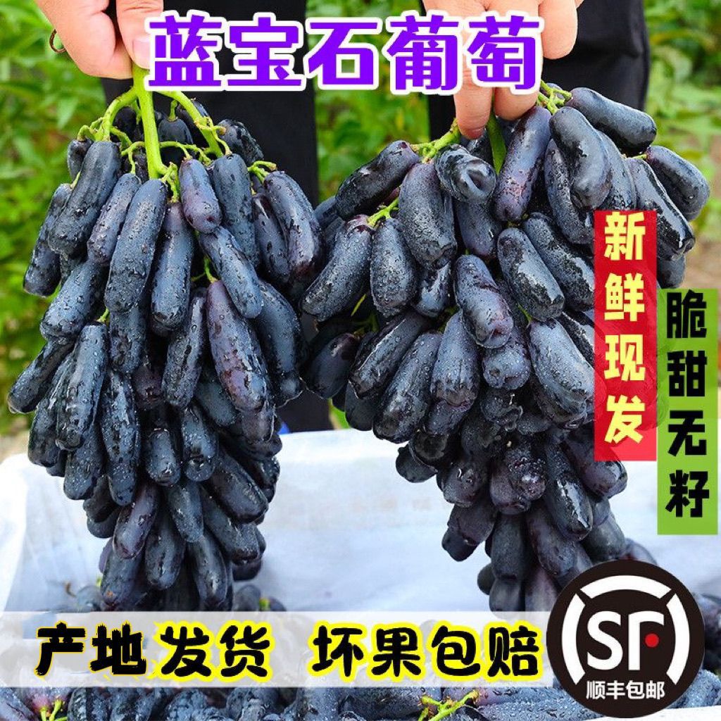 【顺丰包邮】q甜蜜蓝宝石 美人指葡萄  金手指无籽黑提 天然花青素