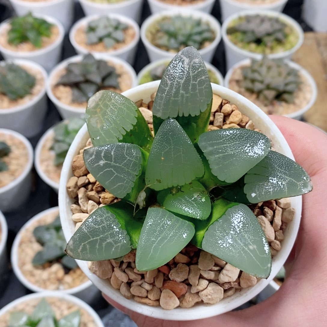 实生糯窗克玉露多肉植物