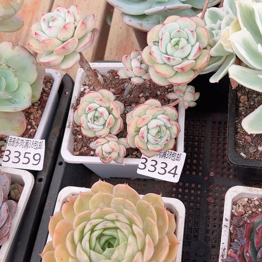执****无花朵多肉一物一拍植物3334