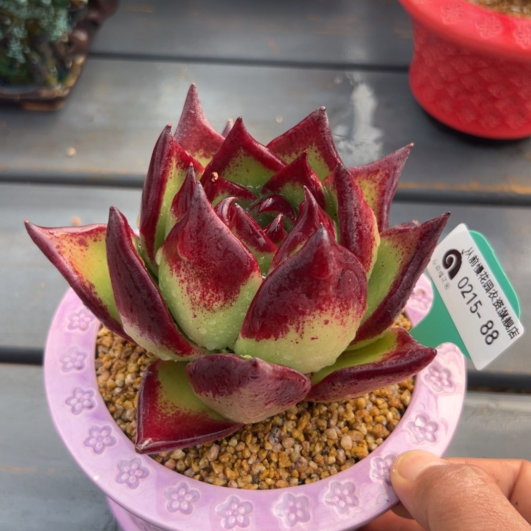 多肉一物一拍0214-88