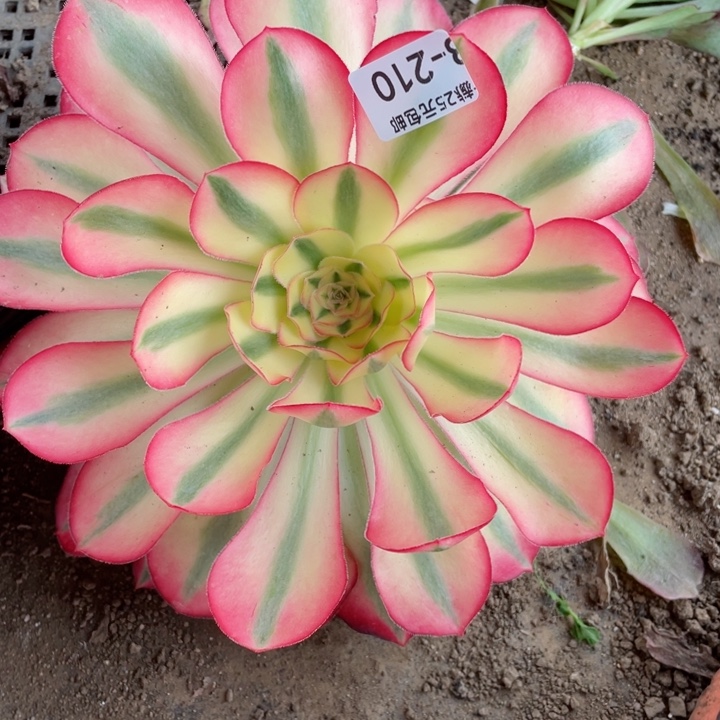 家****?210爱丽思多肉12345678