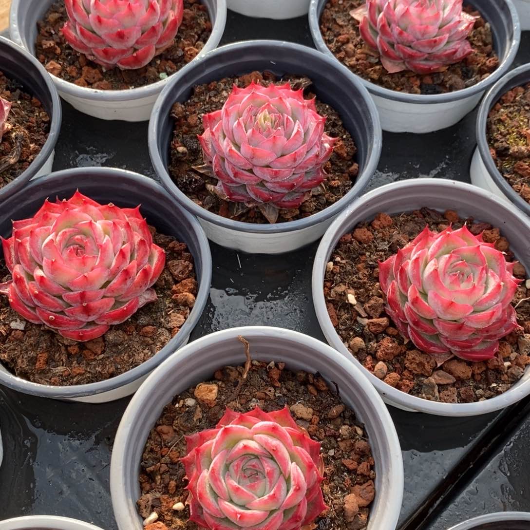 110侧影单头 福利多多