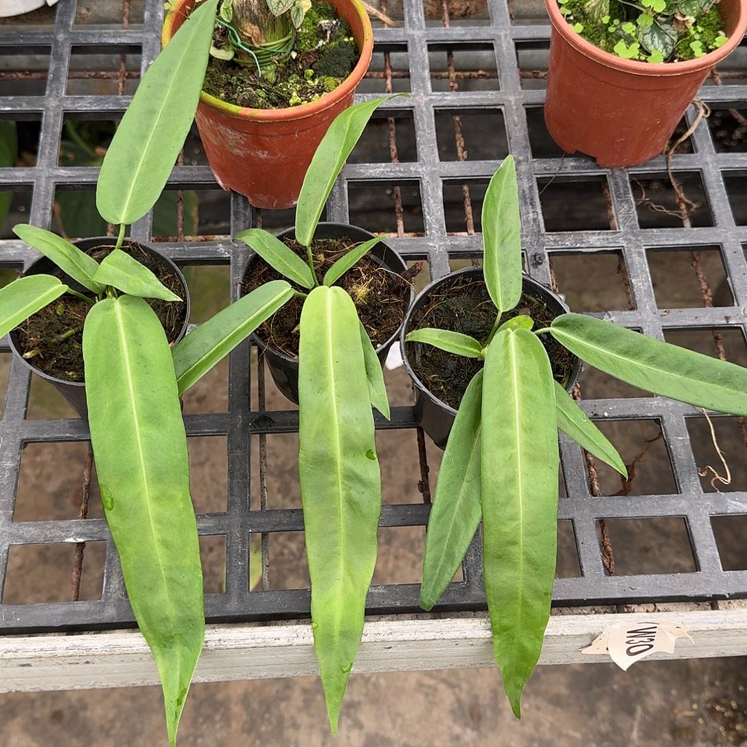 不开花植物银脉丝绸领带可挑