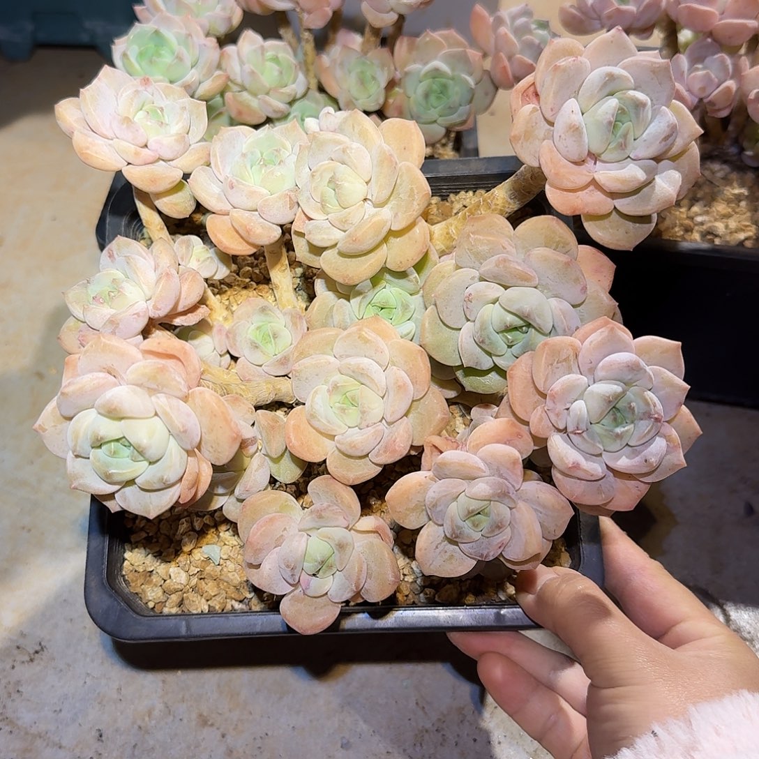 麦芽糖整无砍老桩群生多肉