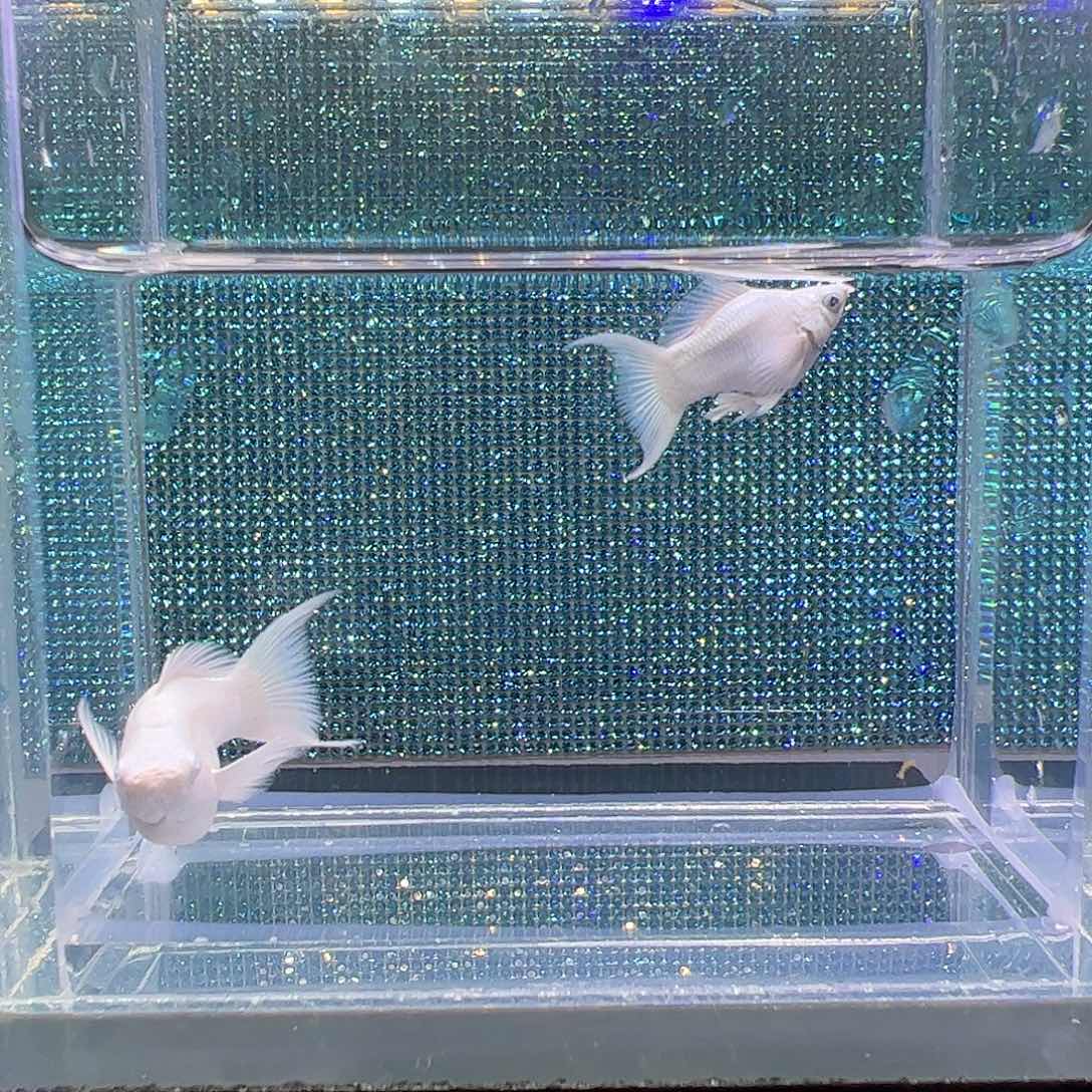 孔雀鱼瓷白钻石眼