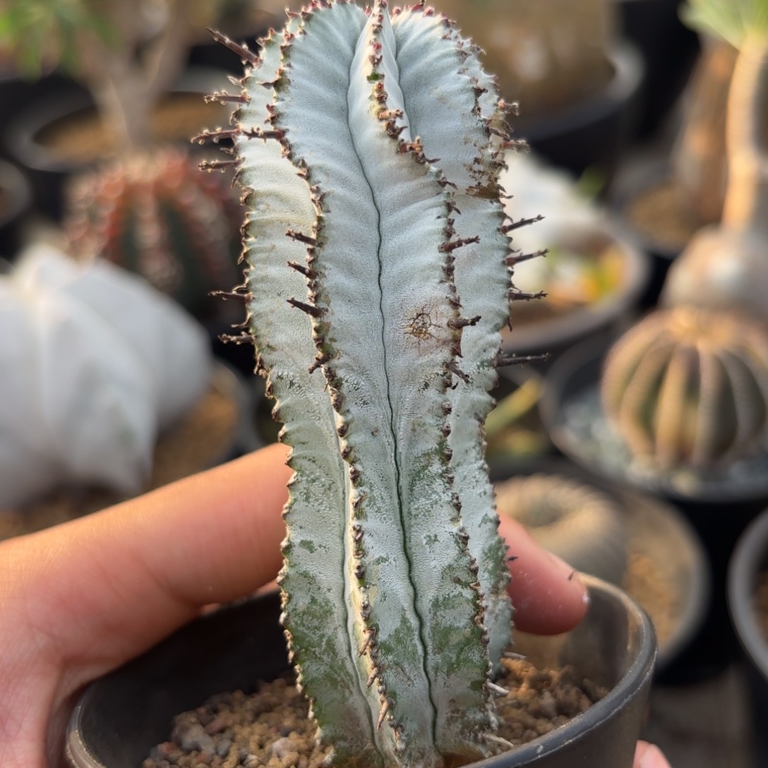 完全开放特白超白衣g