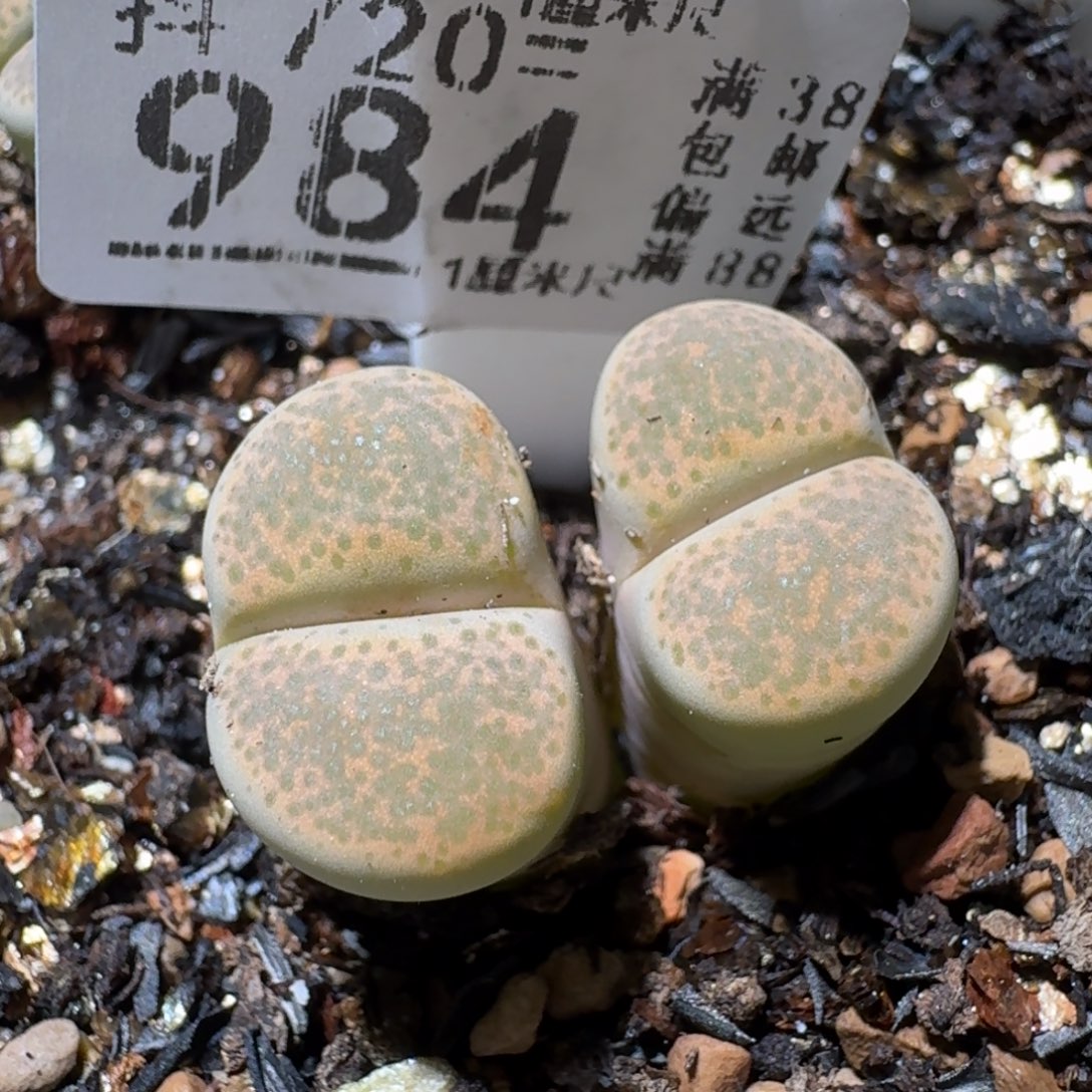 Sss精品清仓价984