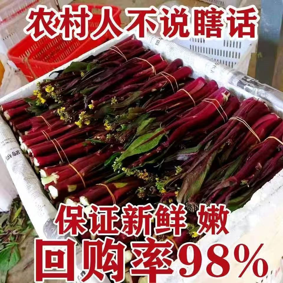 （真正农村菜）长寿之乡红菜苔露天农户自种红菜苔当季新鲜蔬菜