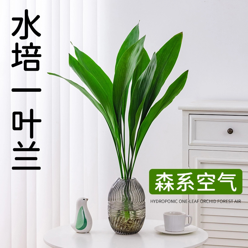水培一叶兰绿植室内盆栽四季常青客厅网红水培植物好养活懒人黄金